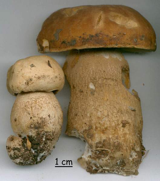 Boletus aestivalis